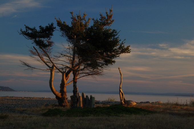 a nicely shaped tree on the water's edge